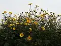 Girasol (2018)