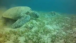 Tortuga verde marina de Abbu Dabab