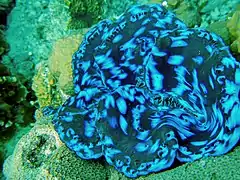 En el atolón Baa, Maldivas