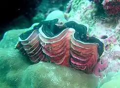 Anclada junto a una colonia de Porites sp en Pohnpei, Micronesia