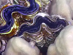 Dos ejemplares empotrados en coral Porites sp