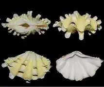 Vistas frontales y laterales de la concha de T. squamosa