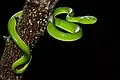 Un juvenil Trimeresurus vogeli