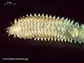 Trochochaeta (fam. Trochochaetidae)