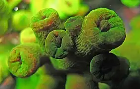 Tubastraea micranthus con los pólipos retraídos