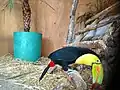Tucan del Aviario, del Parque Nacional Cimatario, Querétaro.