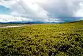 Tundra