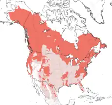alt=Distribución de Ursus americanus.
Rango de distribución actual
Extinto