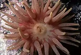 Urticina felina