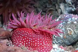 Urticina lofotensis