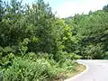 Pino rojo chino ( Pinus tabuliformis ), en el condado de Xingshan