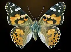Vanessa cardui