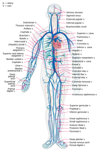 Diagrama de las principales venas del cuerpo humano