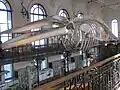 Este esqueleto de ballena está entre otros muchos en la colección de Alberto I