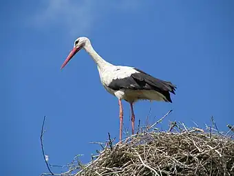 Cigüeña común, Ciconia ciconia.
