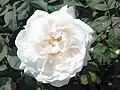 Rosa 'Winchester Cathedral'.