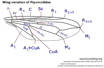Venación alar de Pipunculidae. Venas longitudinales: C: costa; Sc: subcosta; R: radio; M: media; Cu: cúbito; A: anal. Venas transversales: h: humeral; r-m: radio-medial; m-m: medial; m-cu: medio-cubital. Celdillas: d: discal; br: primera basal; bm: segunda basal; r1: marginal; r3: primera submarginal; cup: celdilla cup.