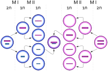 Diagrama que representa el nacimiento de una célula con carotipo&nbsp;XXY debido a un evento de no disyunción en un cromosoma&nbsp;X durante la meiois&nbsp;II femenina. Los círculos azules representan células masculinas y los rosas células femeninas. Las barras azules y rosas representan cromosomas&nbsp;X y Y respectivamente.