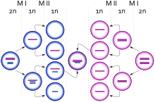 Diagrama representando el nacimiento de una célula con cariotipo&nbsp;XXY debido a un evento de no disyunción de un cromosoma X desde un cromosoma Y durante la meiosis I en el padre. Los círculos azules representan células masculinas y los rosas células femeninas. Las barras azules y rosas representan cromosomas X y Y respectivamente.