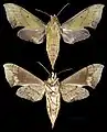 Xylophanes depuiseti