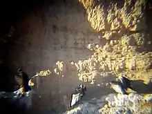 Yavi Chico - Avistage de Cóndores Andino