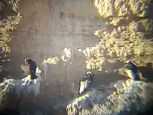 Yavi Chico - Avistage de Cóndores Censo M.H