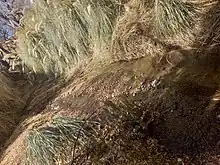 Yavi Chico - Cortaderas de Rio La Palca