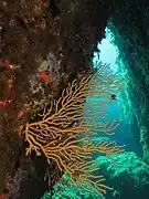 Eunicella cavolinii