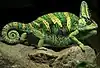 Chamaeleo calyptratus