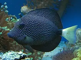 Zebrasoma gemmatum