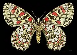 ♀ △