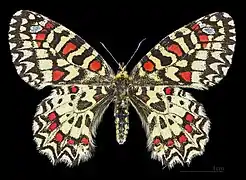 ♀