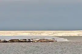 Bahía Zhuravlev