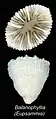 Coralito de Balanophyllia carinata
