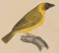 Ilustración de Rüppell, 1840.