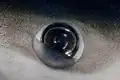 Membrana en una tintorera o tiburón azul.