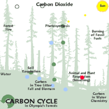 Animación del ciclo del carbono en un bosque.