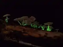 bioluminescent mycena roseoflava