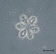 Colonia de Codosiga (Choanoflagellatea)