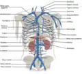 Venas de las regiones torácica y abdominal