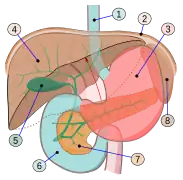 Órganos digestivos: 1.Esófago 2.Diafragma 3.Estómago 4.Hígado 5.Vesícula biliar 6.Duodeno 7.Páncreas 8.Bazo