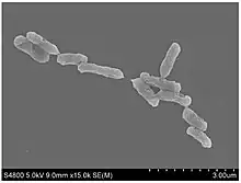 An image of Acisithiobacullus ferrooxidans