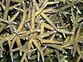 Colonia de Acropora cervicornis sana. Sólo las puntas de crecimiento son blancas