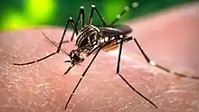 Aedes aegypti