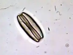 Cocoide (Diatomea)