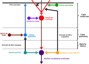 Cartoon representation of the neural connections that exist between the different types of neurons in the cerebella cortex. Including Purkinje cells, granule cells and interneurons.