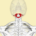Forma y posición del atlas (se muestra en rojo), como se ve desde arriba. La cabeza ósea se muestra en semitransparente.