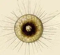 Dibujo de Aulacanthas