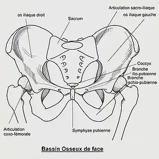 Huesos de la pelvis en español