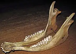 Mandíbula de un toro